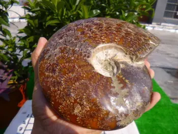 1631g(3.5 lb) Jade Chryzantéma Ammonite Shell Fosílnych Madagaskar 10029