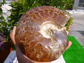 1631g(3.5 lb) Jade Chryzantéma Ammonite Shell Fosílnych Madagaskar