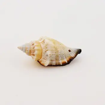 Black Slimák Prírodné Shell Malé Conch Akvárium Krajiny Črepníkové Plávajúce Fľašu Kreatívny Micro Krajiny Foto Rekvizity Ozdoby