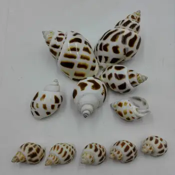 Dekor Dekorácie Hviezdice Pobrežných Morských Námornej Stredomoria Coral Štýl Šperky Seashell Pláž Prírodného Domov Guľôčok Pre 163971