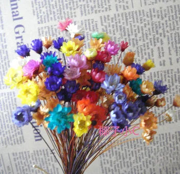 Doprava zadarmo Mini Star Kvet Chryzantémy Kvetinový materiál Prírodné sušené kvety